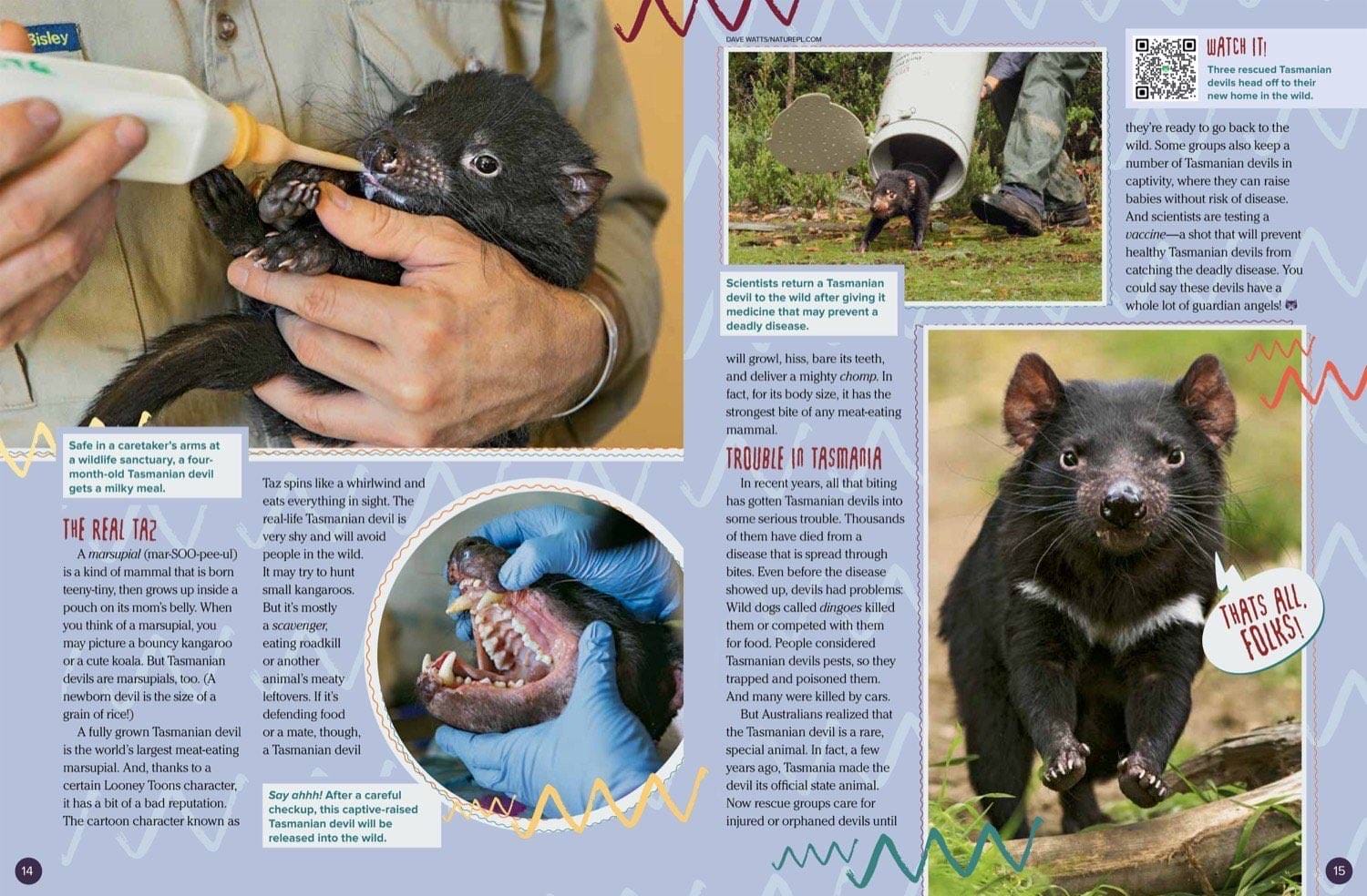 Magazine spread about Tasmanian devil rescue face tumor disease vaccine and baby joey care