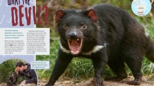 Magazine spread What the Devil with snarling Tasmanian devil Australia map and sanctuary worker