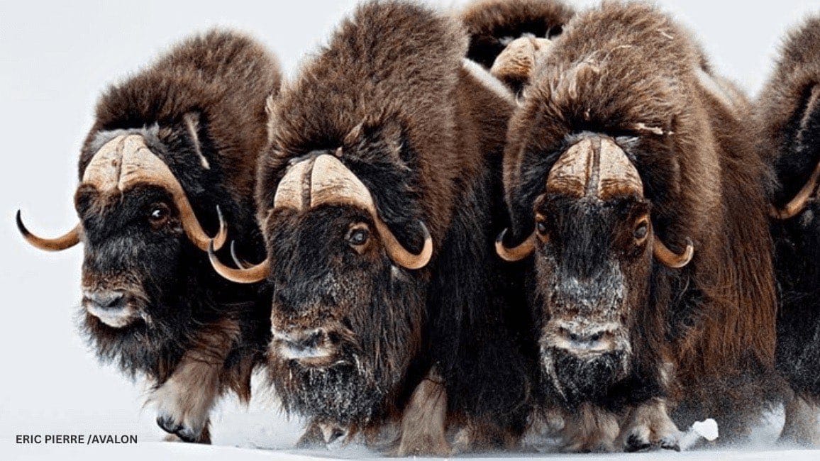 Three musk oxen standing shoulder to shoulder facing camera in defensive line formation in deep snow