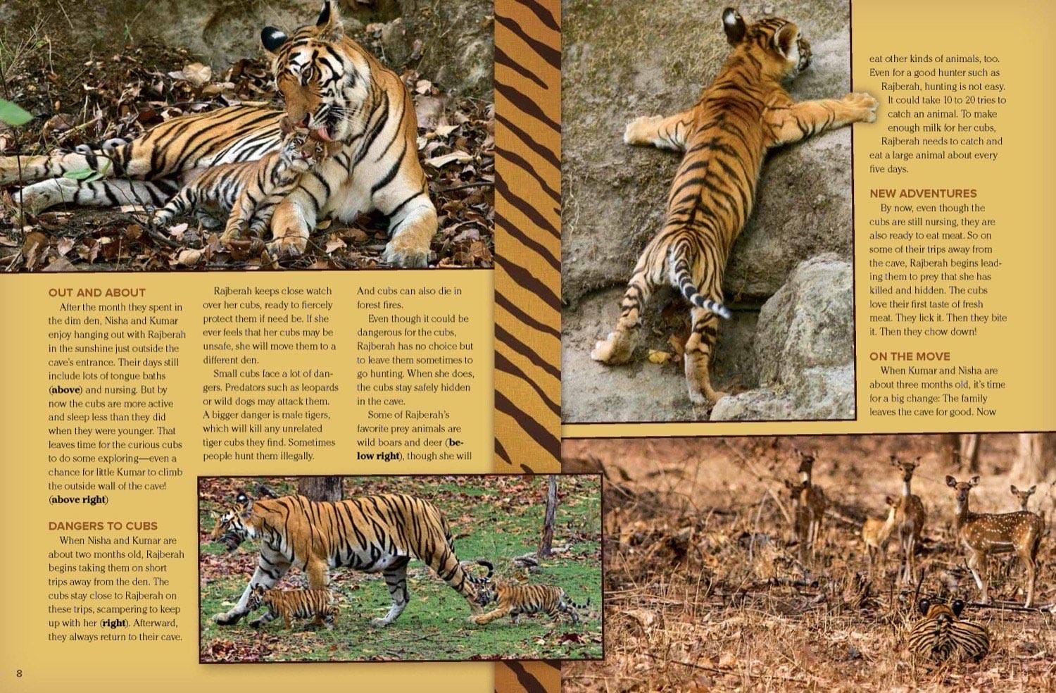 Magazine spread about tiger cub adventures dangers from predators and moving to new dens