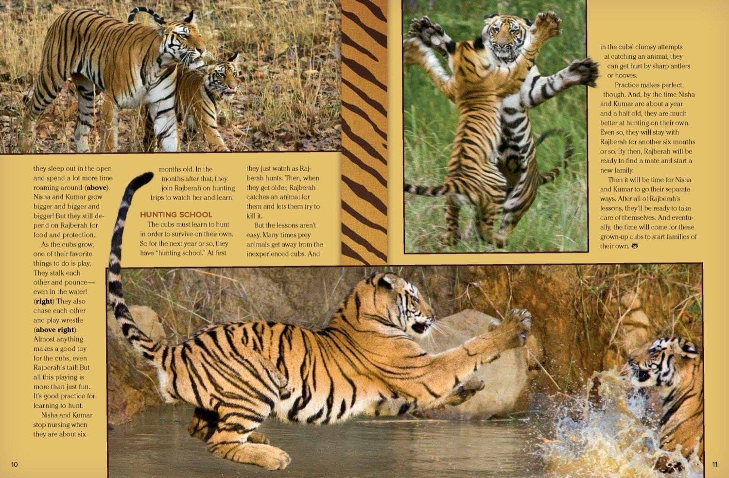 Magazine spread about tiger cubs learning to hunt play wrestling and swimming in water