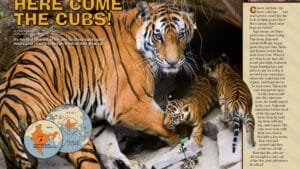 Magazine spread Here Come the Cubs with tiger mother and cubs emerging from rocky den in India
