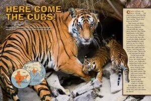 Magazine spread Here Come the Cubs with tiger mother and cubs emerging from rocky den in India
