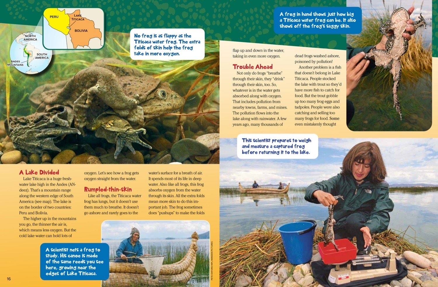 Magazine spread about Titicaca frogs breathing through wrinkly skin doing pushups and cold water habitat