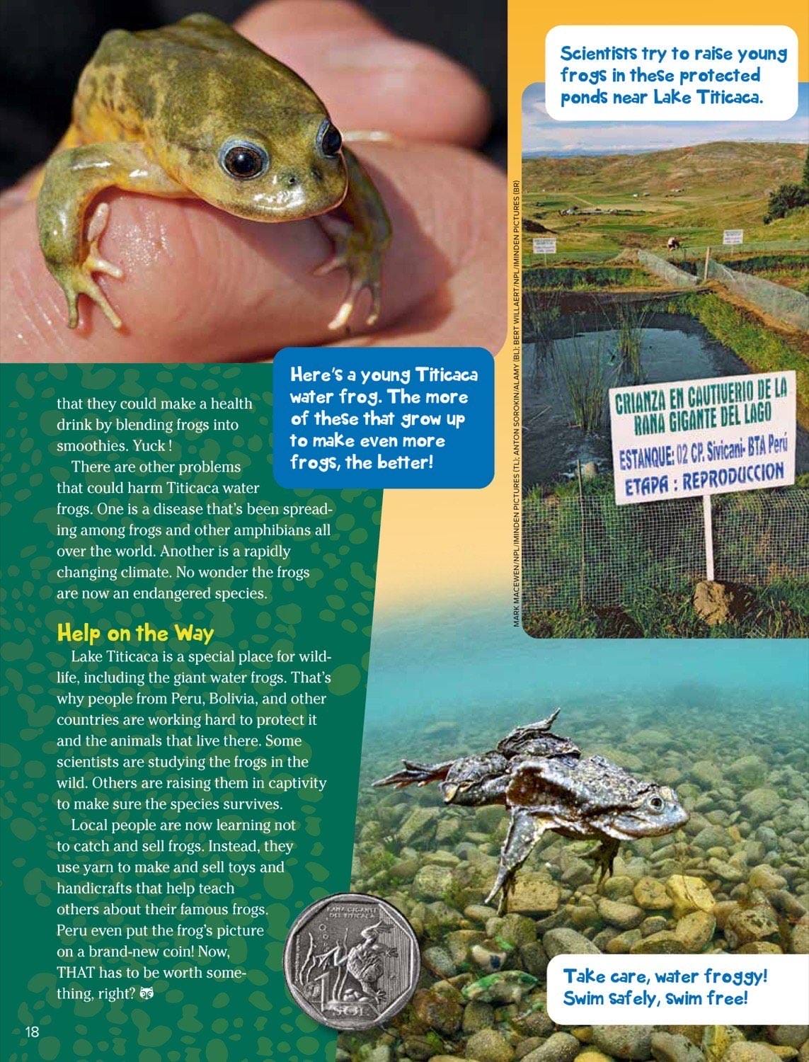 Magazine spread about Titicaca frog conservation threats pollution and zoo breeding rescue program