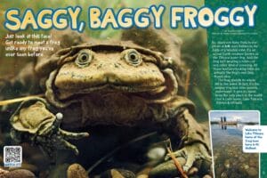 Magazine spread about super wrinkly Titicaca water frogs with underwater photos and Peru Bolivia map
