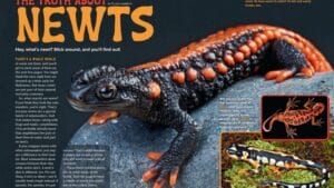 Ranger Rick magazine spread The Truth About Newts with colorful emperor newt and red eft photos