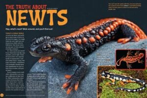 Ranger Rick magazine spread The Truth About Newts with colorful emperor newt and red eft photos