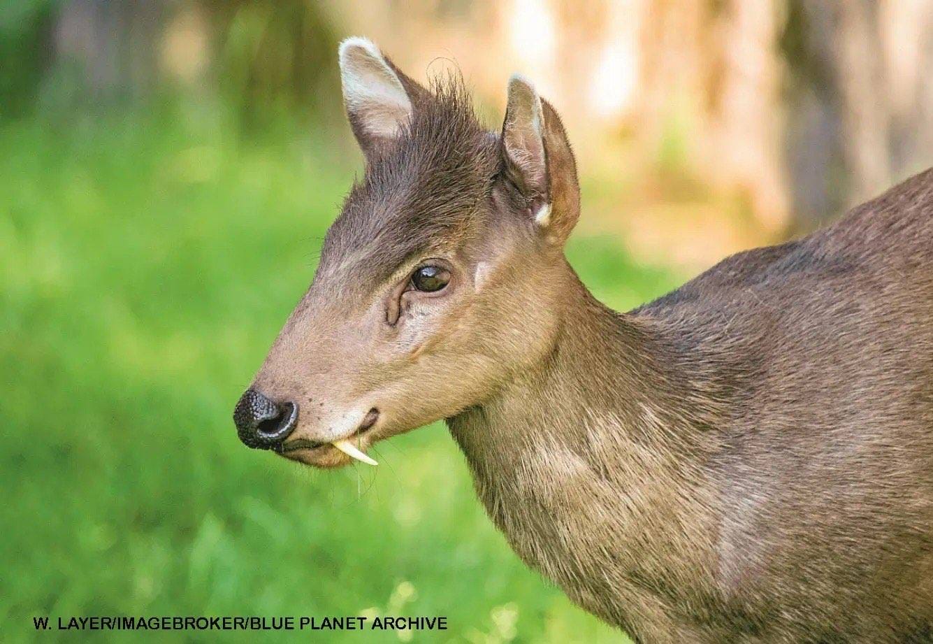 Tufted deer face closeup showing its small fangs protruding from its upper jaw like a vampire