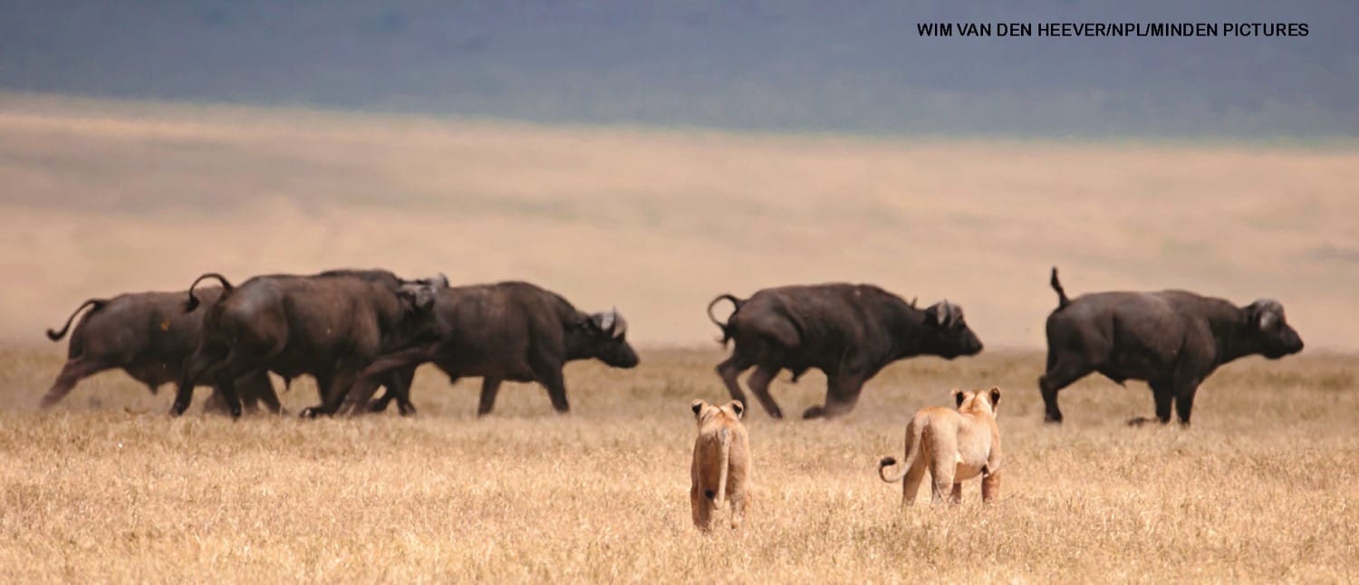 Two lionesses crouching in dry grass watching a herd of Cape buffalo running past