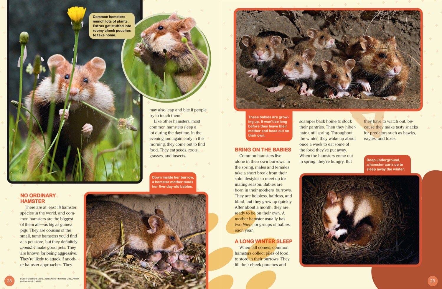 Magazine spread about hamster babies eating yellow dandelion burrow nursery and sixteen species