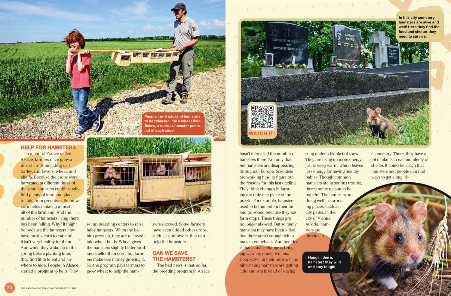 Magazine spread about saving wild hamsters in France wheat fields releasing in cemetery habitats
