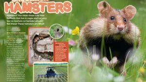 Magazine spread Uncommon Hamsters with wild hamster cheek pouches burrow diagram and farm habitat