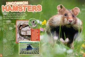 Magazine spread Uncommon Hamsters with wild hamster cheek pouches burrow diagram and farm habitat