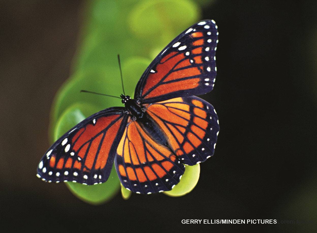 Viceroy butterfly with orange and black monarch-like wing pattern resting on a green leaf