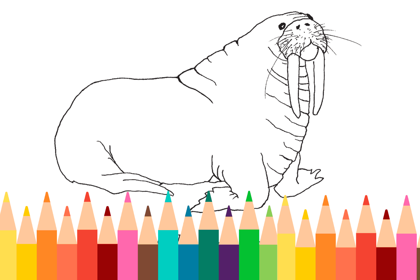 A walrus coloring page with a row of colorful pencils at the bottom.