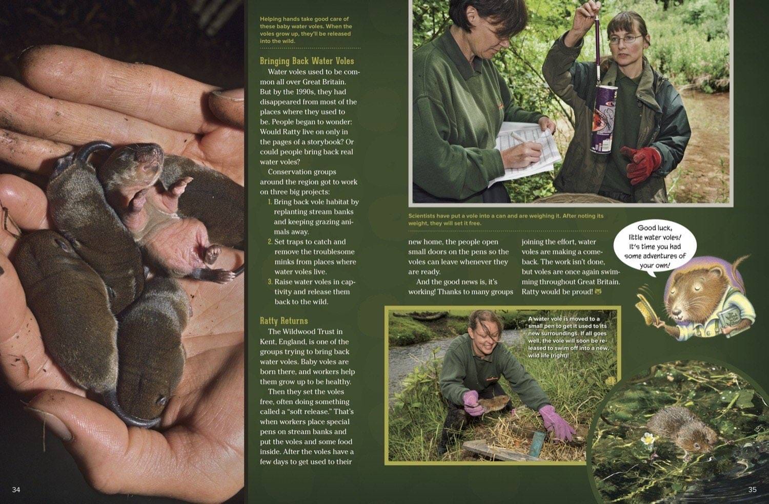 Tiny baby water voles held in a hand and researchers releasing rehabilitated voles into the wild