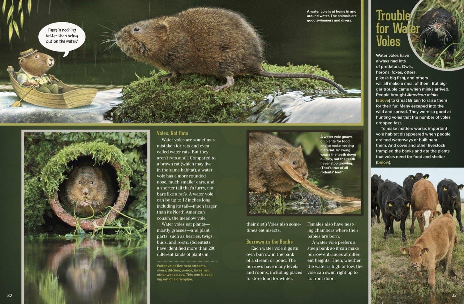 Water vole swimming, emerging from a burrow, and compared to a brown rat alongside grazing cows