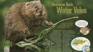 Magazine spread about bringing back water voles showing one eating on a lily pad with a Europe map