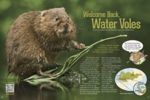 Magazine spread about bringing back water voles showing one eating on a lily pad with a Europe map