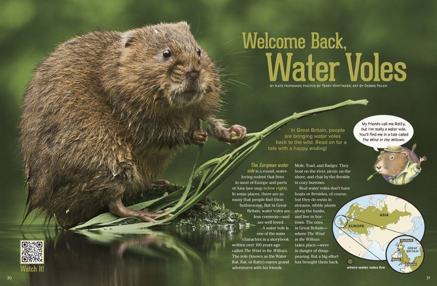 Magazine spread about bringing back water voles showing one eating on a lily pad with a Europe map