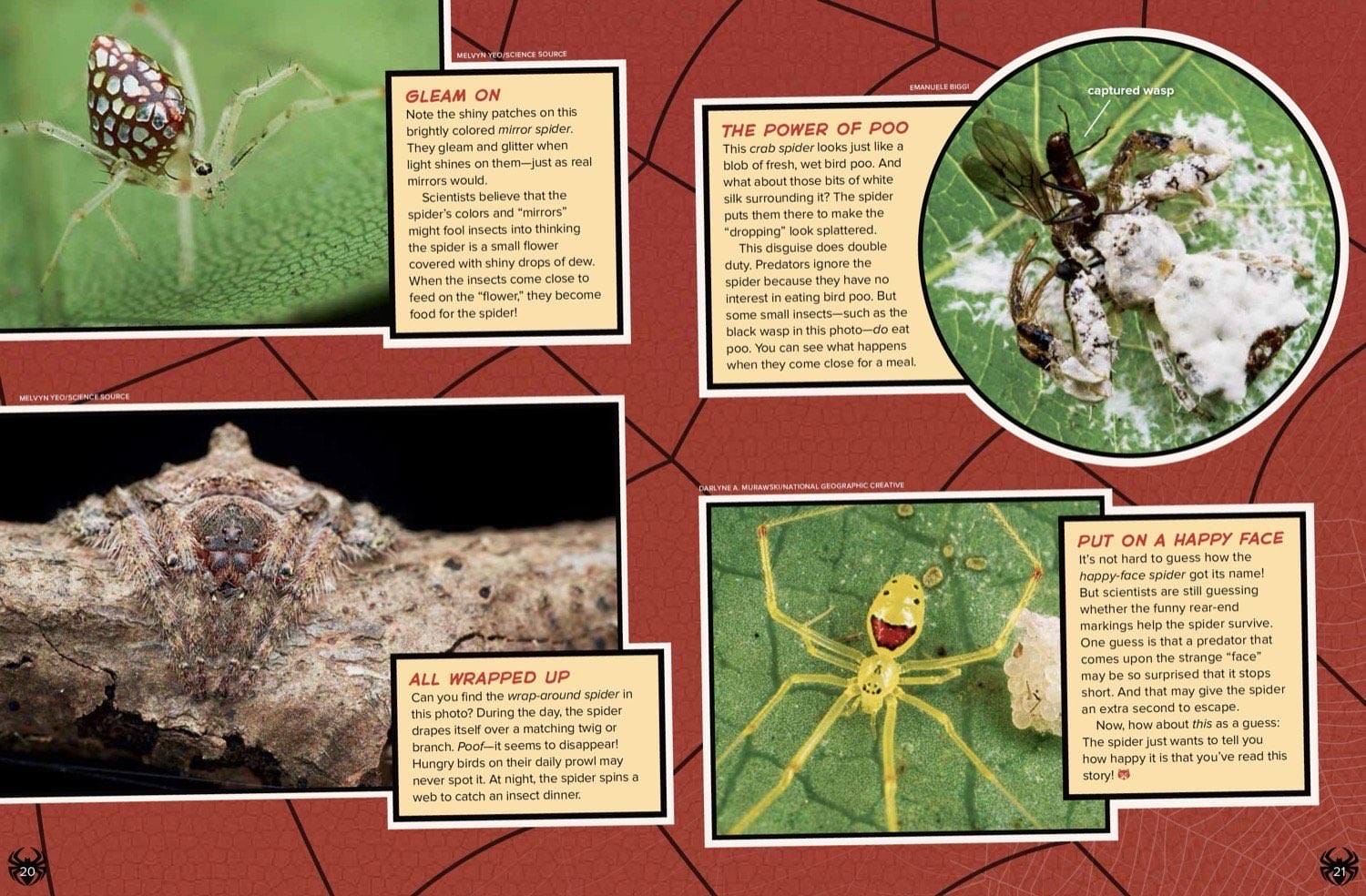Magazine spread about ant-mimic spider wrap-around spider social spiders and spider silk uses
