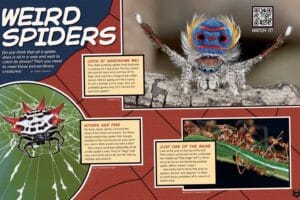 Magazine spread Weird Spiders with peacock spider display spiny orb weaver and ogre-faced spider