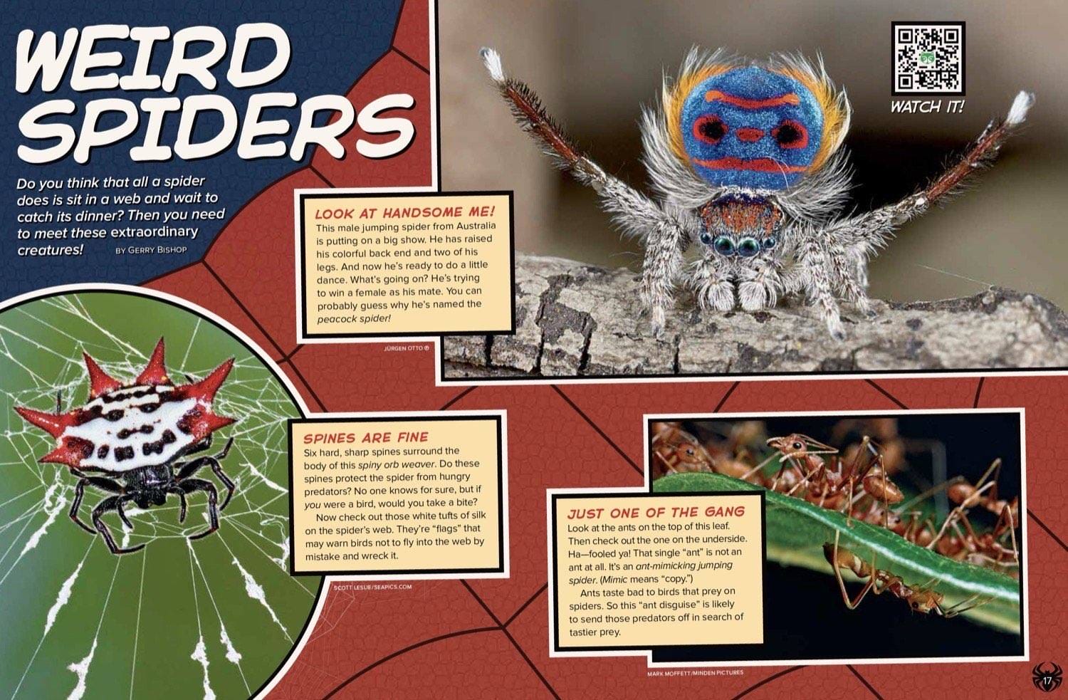 Magazine spread Weird Spiders with peacock spider display spiny orb weaver and ogre-faced spider
