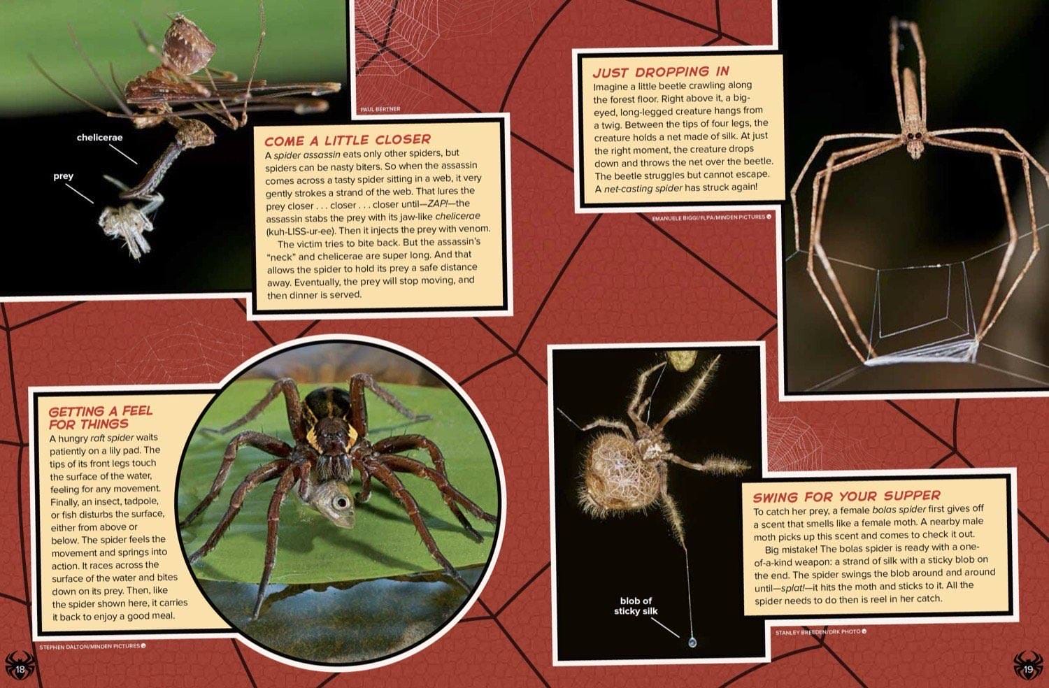 Magazine spread about trapdoor spider diving bell spider and bolas spider unusual hunting tricks