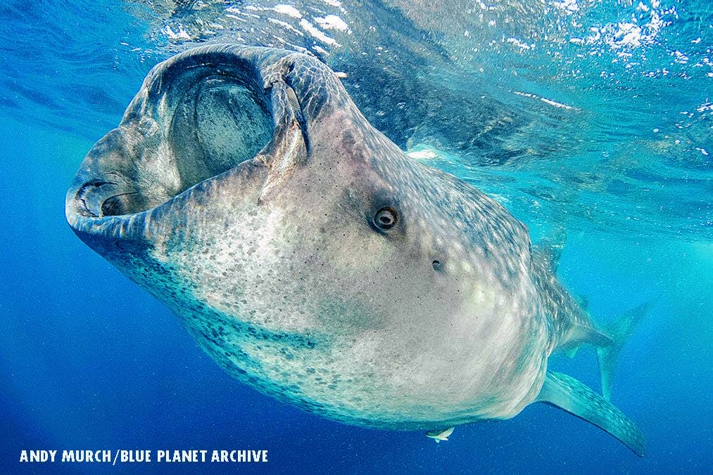 Whale shark feeding at the ocean surface with mouth wide open
