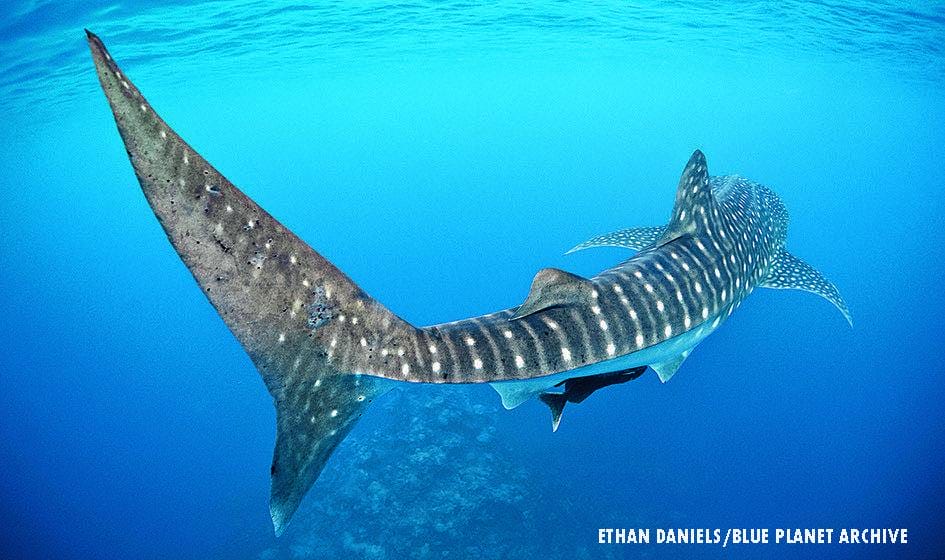 Whale shark turning in clear blue water showing its spotted body and large tail fin
