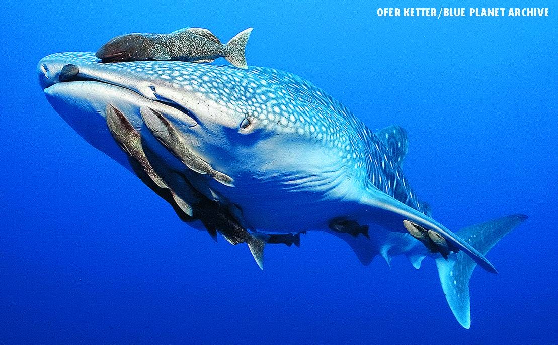 Whale shark swimming in blue water with several remora fish clinging to its body
