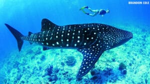 Whale shark swimming near a coral reef with a snorkeler floating above for scale