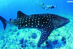 Whale shark swimming near a coral reef with a snorkeler floating above for scale