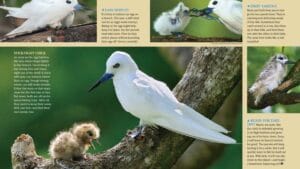 White tern chick clinging to a branch while parents deliver fish and take turns guarding