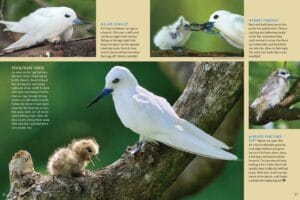 White tern chick clinging to a branch while parents deliver fish and take turns guarding