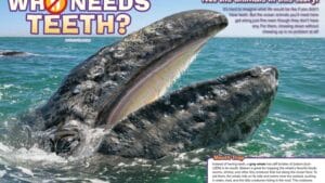 Magazine spread Who Needs Teeth with gray whale mouth baleen and toothless ocean animals
