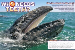 Magazine spread Who Needs Teeth with gray whale mouth baleen and toothless ocean animals