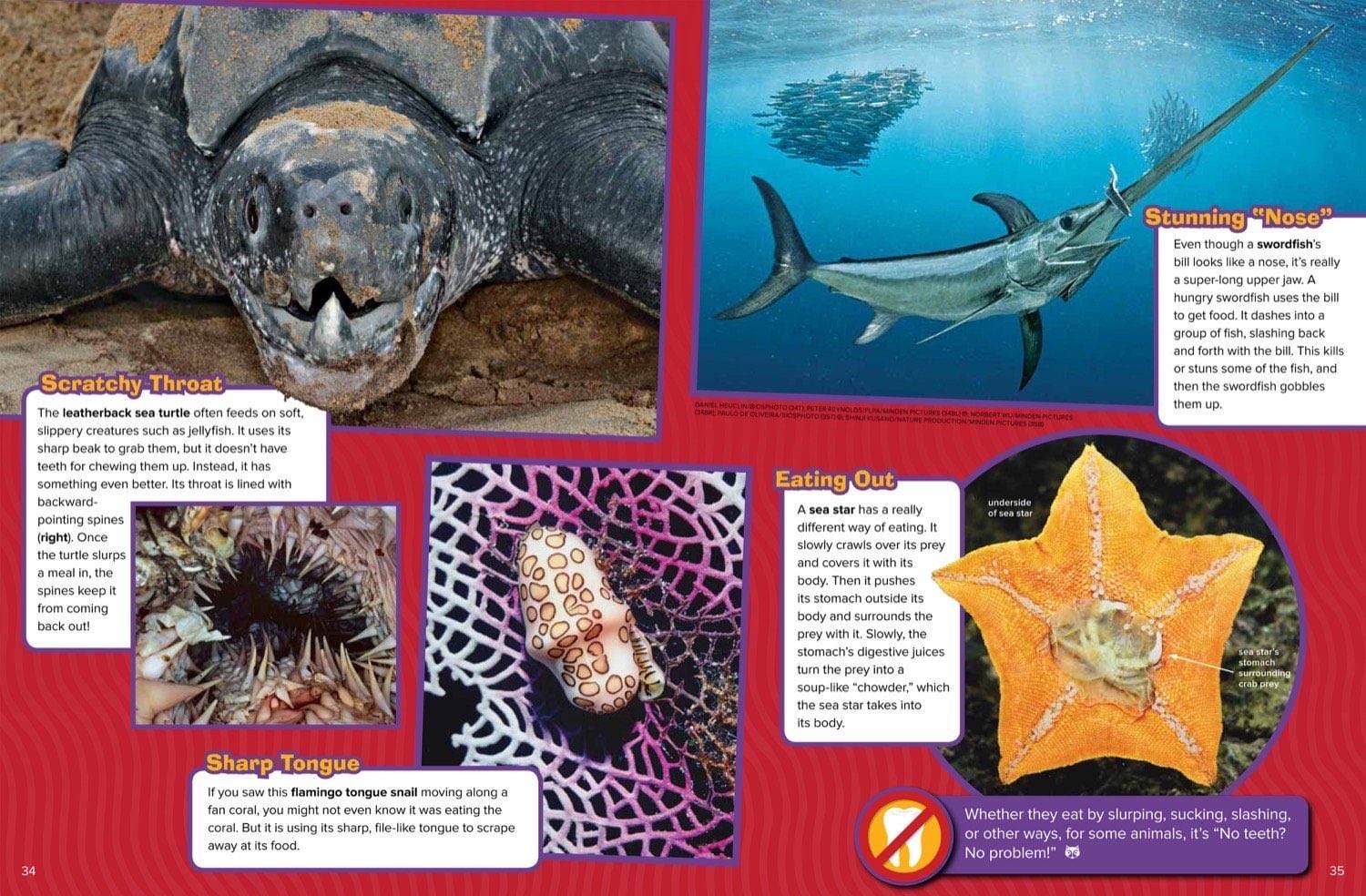 Magazine spread about toothless animals with leatherback turtle swordfish sea star and tongue snail