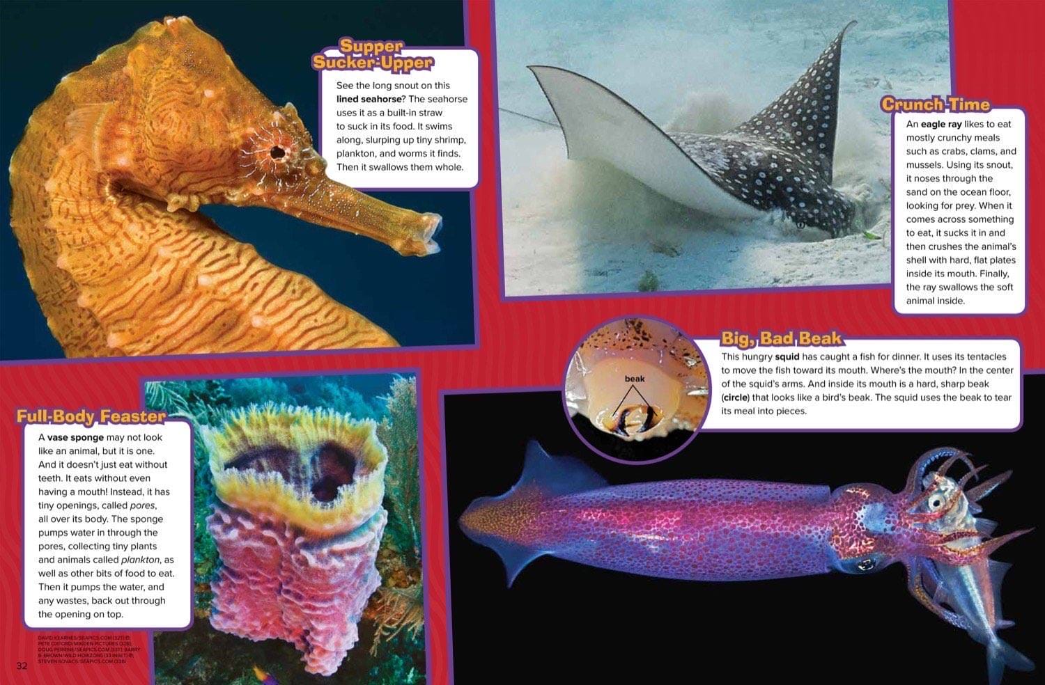 Magazine spread about toothless ocean animals including seahorse sponge eagle ray and squid beak