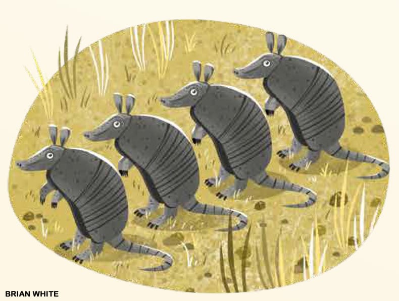 Illustration of four identical armadillo quadruplet siblings marching through dry grass