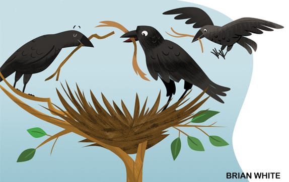 Illustration of three crow siblings bringing sticks and food to help build a nest