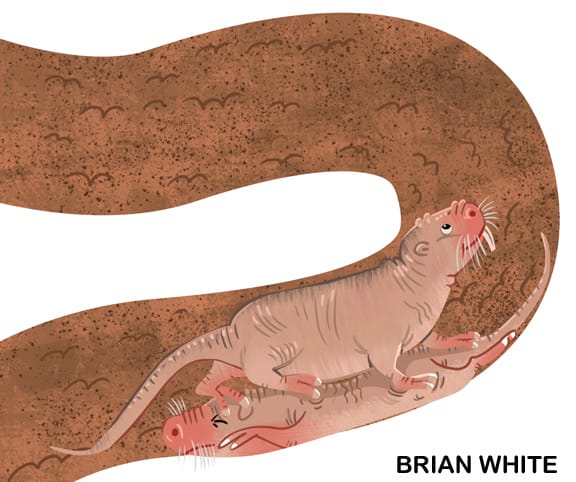 Illustration of naked mole rat mother with many pink babies in an underground tunnel
