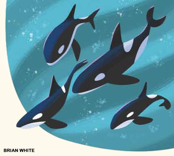 Illustration of an orca whale family pod with siblings swimming together in turquoise ocean