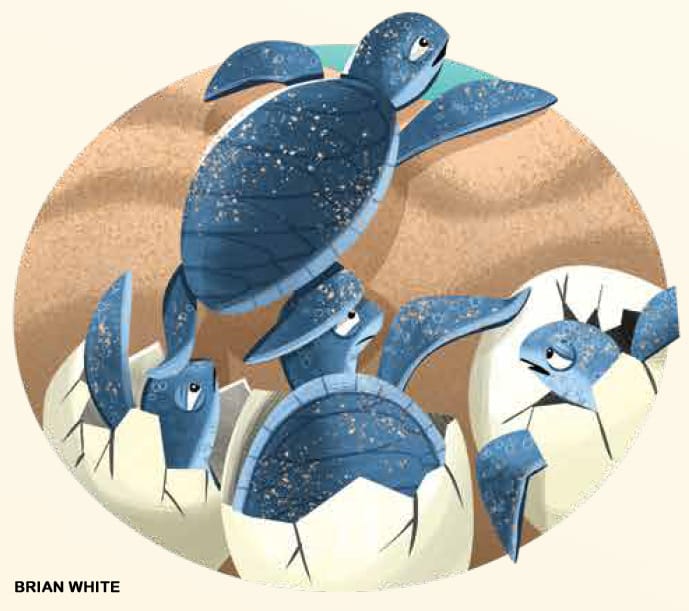 Illustration of blue sea turtle hatchling siblings breaking out of eggs on sandy beach