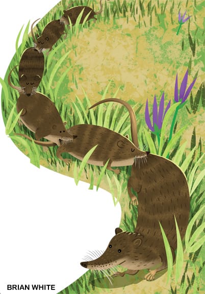 Illustration of baby shrews in a caravan chain following their mother through grass