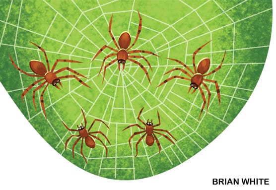Illustration of five brown spiderling siblings clustered together on a green web