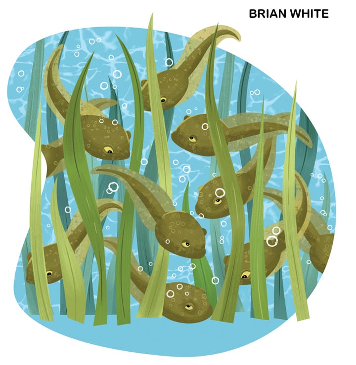 Illustration of several brown tadpole siblings swimming among green aquatic plants