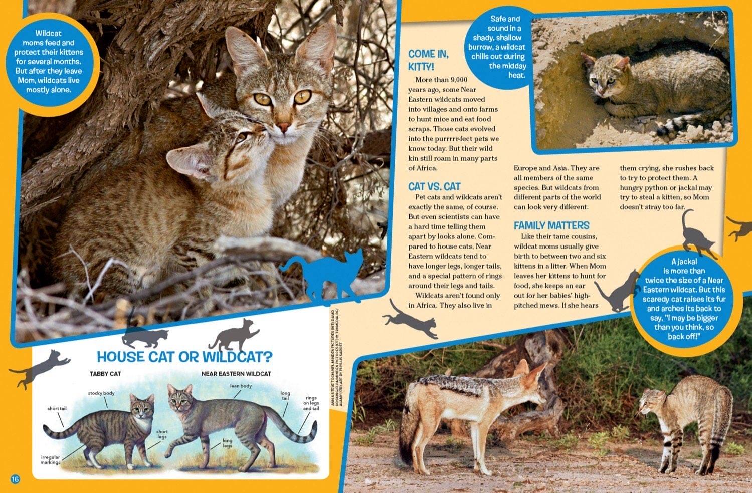 Magazine spread comparing house cat and wildcat anatomy showing kitten family and jackal threat