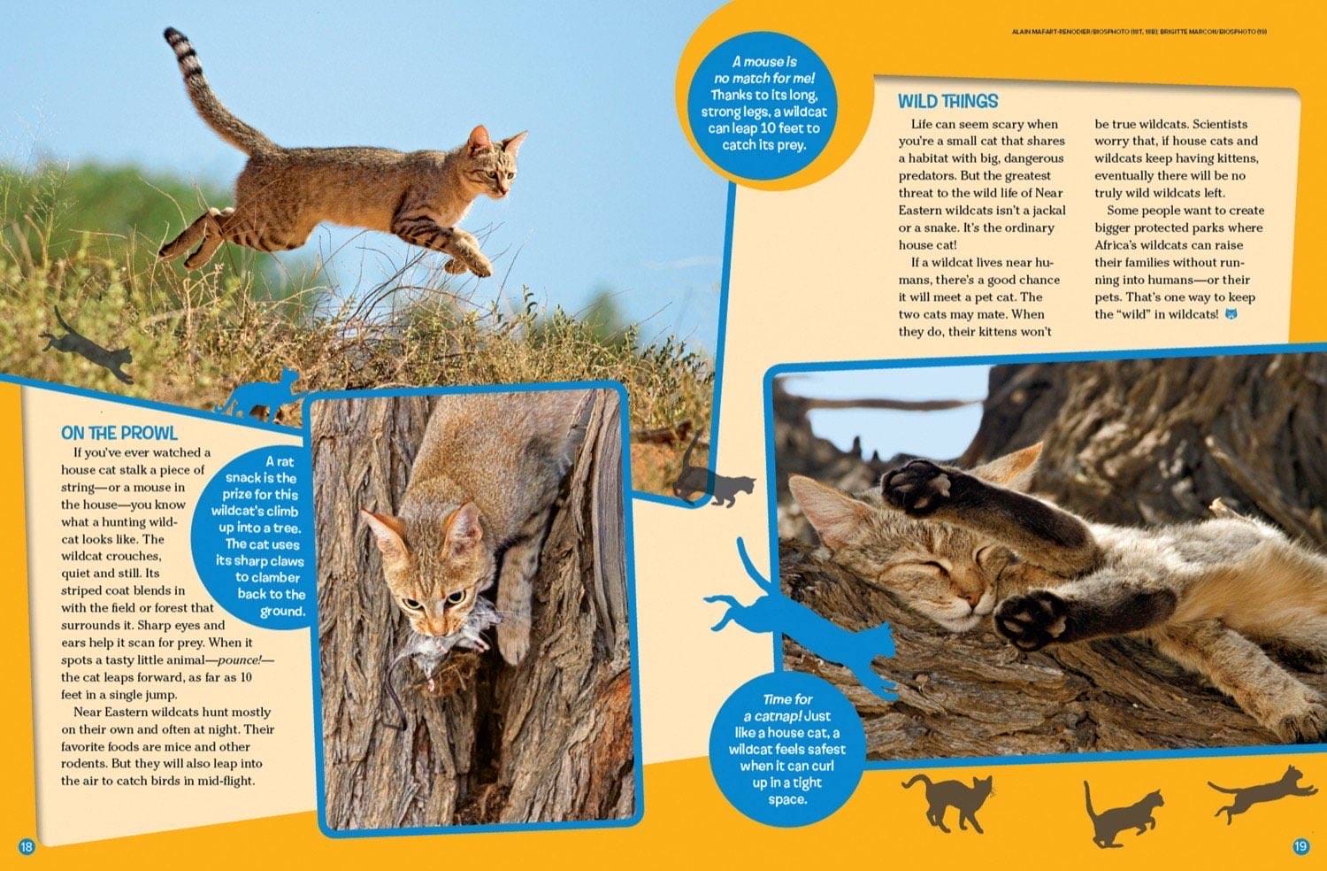 Magazine spread about wildcat hunting prowl leaping for prey climbing trees and sleeping